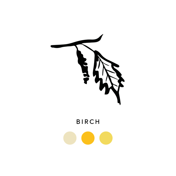 Natural_dyes_birch_ 003