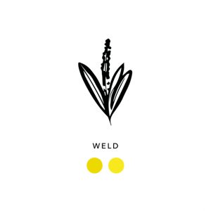 Natural_dyes_weld_026
